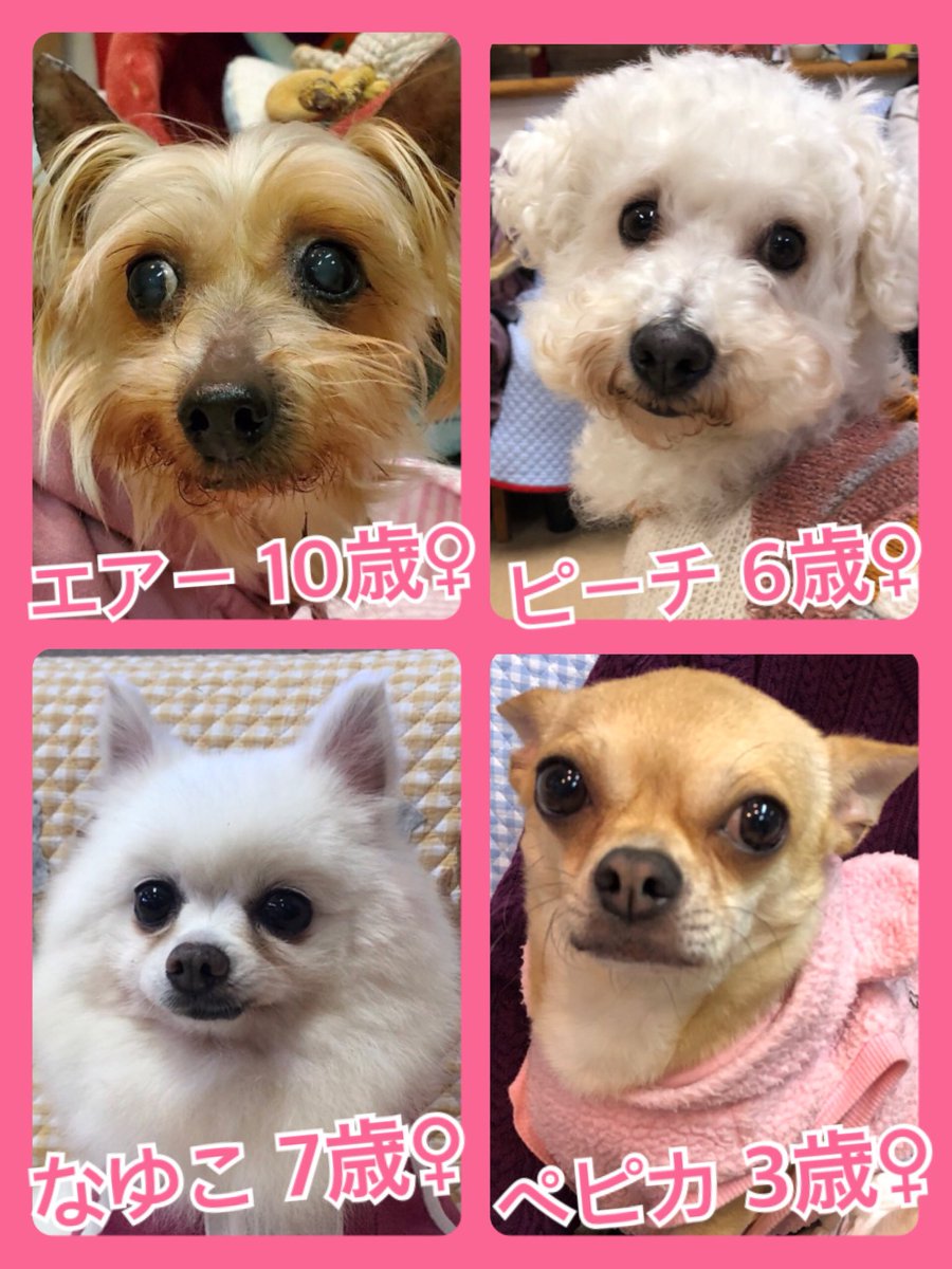 🐾今日の里親様募集中ワンコ🐶メンバーです🐾2020,3,21